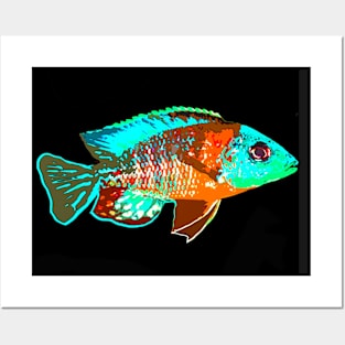 Peacock Cichlid Fish Posters and Art